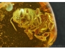 APOIDEA, Very nice Honey Bee. Fossil insect in Baltic amber #5658