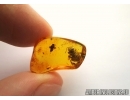 APOIDEA, Very nice Honey Bee. Fossil insect in Baltic amber #5658