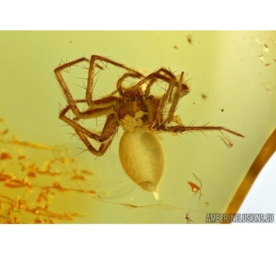 Araneae, Spider. Fossil inclusion in Baltic amber #5660
