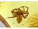 Araneae, Spider. Fossil inclusion in Baltic amber #5660