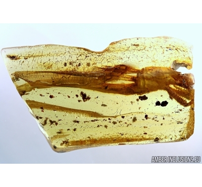 Very rare, big 50mm! Fragment of  Dragonfly, Odonata. Fossil insect in Baltic amber #5667
