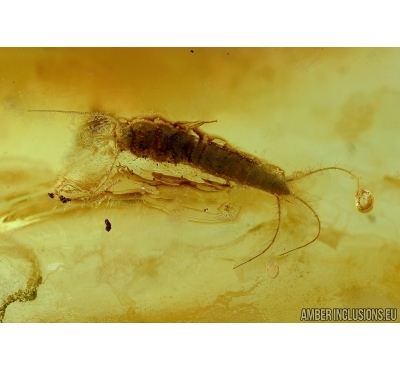 Silverfish, Thysanura and small Worm. Fossil inclusion in Baltic amber #5669