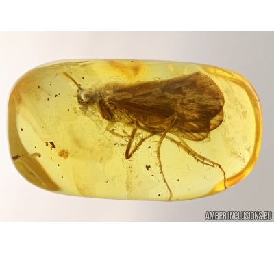 Big 10mm! Caddisfly Trichoptera. Fossil insect in Baltic amber #5673