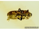 Curculionidae, Scolytinae, Bark Beetle. Fossil insect in Baltic amber #5680