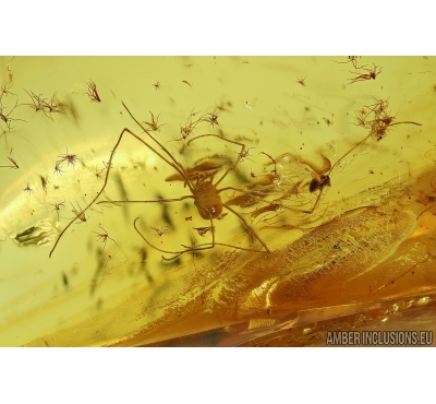 Harvestmen, Opiliones and More. Fossil inclusion in Baltic amber #5693
