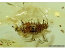 Nice looking APHID, Drepanosiphidae in Baltic amber #5694