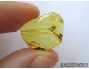 Nice looking APHID, Drepanosiphidae in Baltic amber #5694