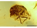Trichoptera, Very nice Caddisfly and rare Bug, Heteroptera. Fossil insect in Baltic amber #5695