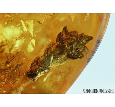 Thuja with Cone. Fossil inclusions in Baltic amber #5697