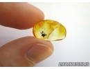 Nice Flower, Plant in Baltic amber #5701