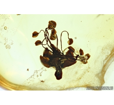 Nice Flower, Plant in Baltic amber #5701
