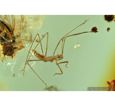 REDUVIIDAE, RARE ASSASSIN BUG and FLY. Fossil insects in Baltic amber #5717