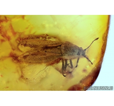 Piesmatidae: Heissiana serafini, rare Ash-Grey Leaf Bug. Fossil Inclusion in BALTIC AMBER #5718