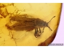 Piesmatidae: Heissiana serafini, rare Ash-Grey Leaf Bug. Fossil Inclusion in BALTIC AMBER #5718