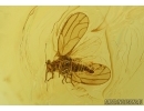 Rare Psyllid, Psylloidea. Fossil insect in Baltic amber #5720