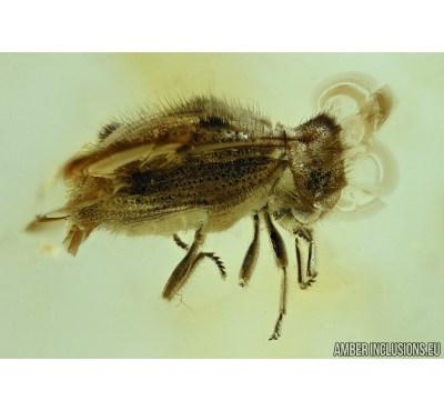 PTINIDAE, Trichodesma, Rare Beetle. Fossil insect in BALTIC AMBER 5722
