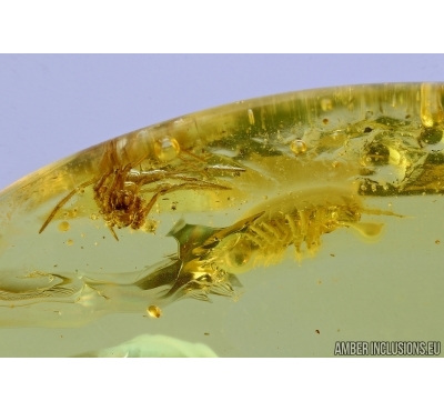 Isopoda, Woodlice and Spider. Fossil inclusions in Baltic amber #5730