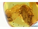 Neuroptera, Hemerobiidae, Lacewing. Fossil insect in Baltic amber 5742