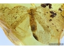 Extremely rare, Big 30mm! SILKY LACEWING, PSYCHOPSIDAE. Fossil insect In BALTIC AMBER 5743