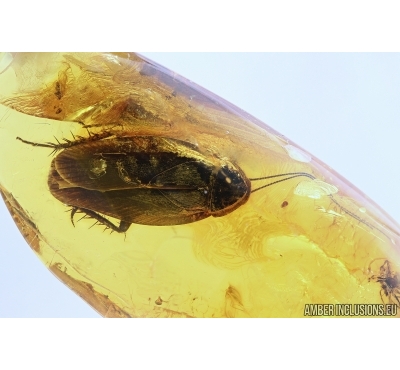 Big 15mm! COCKROACH, BLATTARIA. Fossil insect in Baltic amber #5747