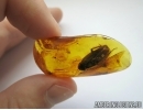 Big 15mm! COCKROACH, BLATTARIA. Fossil insect in Baltic amber #5747