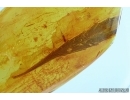 Very Big 30mm! Rare Leaf. Fossil inclusion in Baltic amber #5756