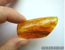 Very Big 30mm! Rare Leaf. Fossil inclusion in Baltic amber #5756