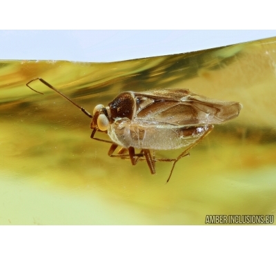 Miridae, Bug. Fossil insect in Baltic amber #5765