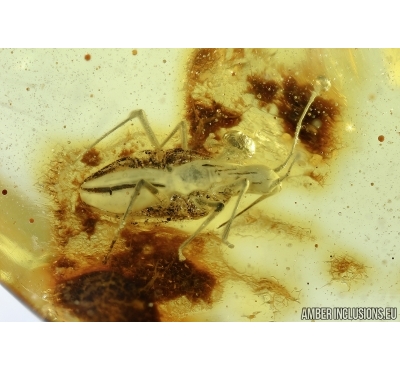 Hydrometridae, Very Rare Water Bug . Fossil insect in Baltic amber #5766