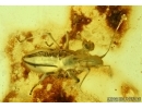 Hydrometridae, Very Rare Water Bug . Fossil insect in Baltic amber #5766