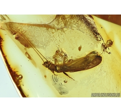 Plecoptera, stonefly in Baltic amber #5767