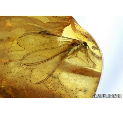 ISOPTERA, TERMITE. Fossil inclusion in BALTIC AMBER #5769