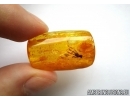 Orthoptera, Cricket. Fossil insect in Baltic amber #5774