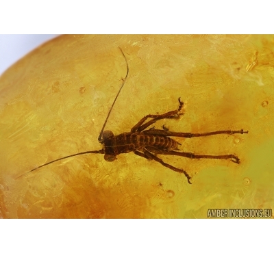 Orthoptera, Cricket. Fossil insect in Baltic amber #5774