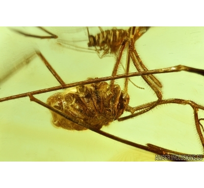 Harvestman, Opiliones. Fossil inclusion in Baltic amber #5777