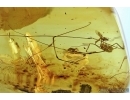Harvestman, Opiliones. Fossil inclusion in Baltic amber #5777