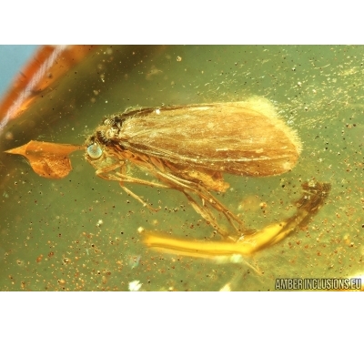 Very nice Trichoptera Caddisfly. Fossil insect in Baltic amber #5786