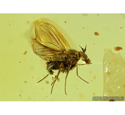 Dolichopodidae, Long-legged fly with Mite. Fossil insects in Baltic amber #5793
