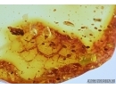 Dolichopodidae, Long-legged fly with Mite. Fossil insects in Baltic amber #5793