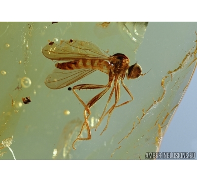 Empididae, Dance fly and Spider. Fossil insect in Baltic amber #5794