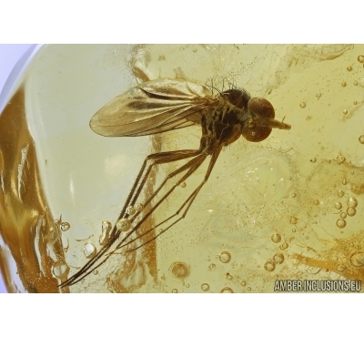 Rhagionidae, Snipe fly. Fossil insect in Baltic amber #5795