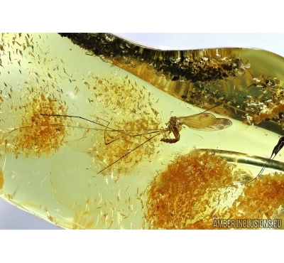 Crane Fly, Limoniidae, Trichoneura. Fossil insect in Baltic amber #5797