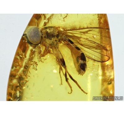 Syrphidae, Hover Fly. Fossil insect in Baltic amber #5798