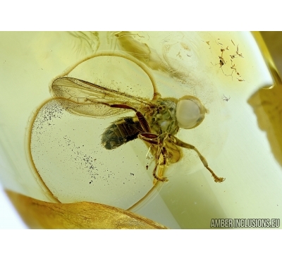 Pipunculidae, Big-headed fly in Baltic amber #5799