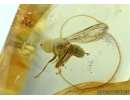 Pipunculidae, Big-headed fly in Baltic amber #5799