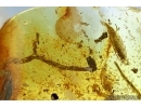 Rare Myriapoda Symphyla, Lichen, Lacewing water Larva and Mite. Fossil inclusions in Baltic amber #5801