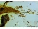 Rare Myriapoda Symphyla, Lichen, Lacewing water Larva and Mite. Fossil inclusions in Baltic amber #5801