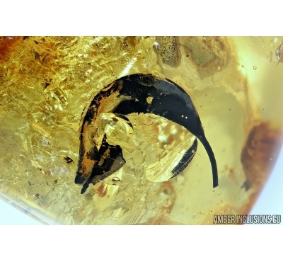 Big 17mm! Leaf. Fossil inclusion in Big Baltic amber stone #5803