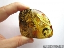 Big 17mm! Leaf. Fossil inclusion in Big Baltic amber stone #5803