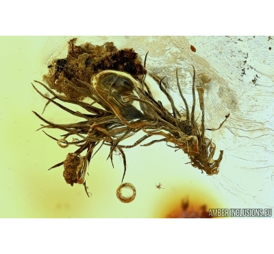 BRYOPHYTA Moss Twig. Fossil inclusion in Baltic amber #5807